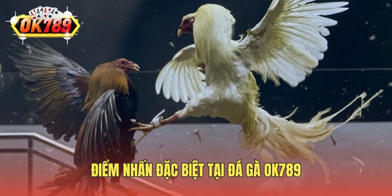 Điểm nhấn đặc biệt tại đá gà OK789