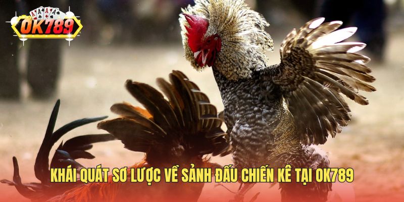 Khái quát sơ lược về sảnh đấu chiến kê tại OK789
