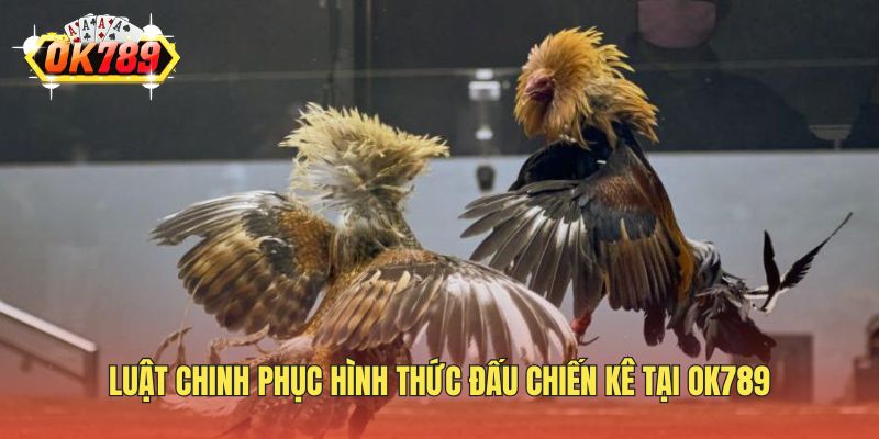Luật chinh phục hình thức đấu chiến kê tại OK789