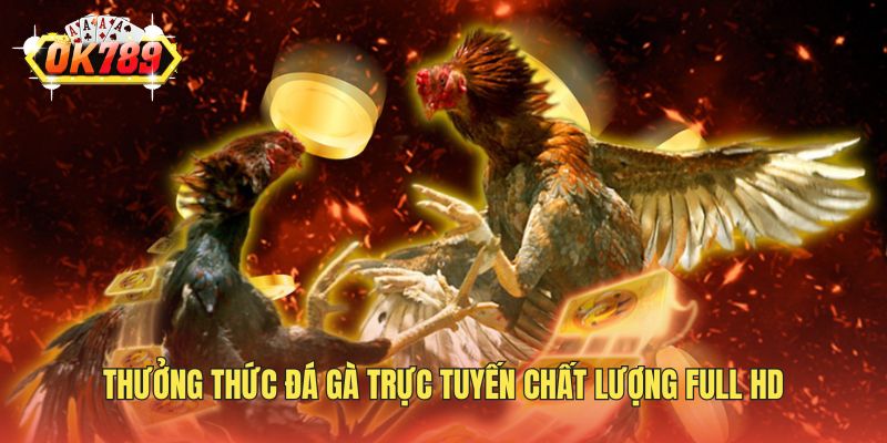 Thưởng thức đá gà trực tuyến chất lượng Full HD